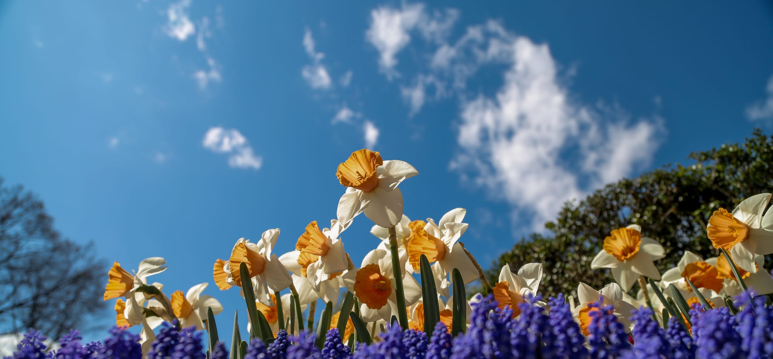 Daffodils and grape hyacinth under a beautiful spring sky