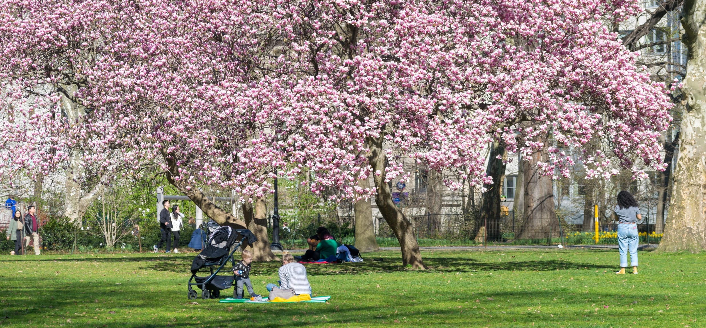 Visitors enjoy sitting under a canopy of blossoming cherry trees on the East Green