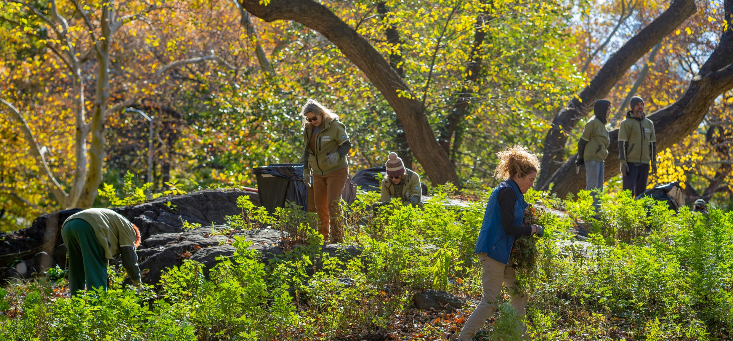 Volunteers working on a sunny fall day in Central Park.